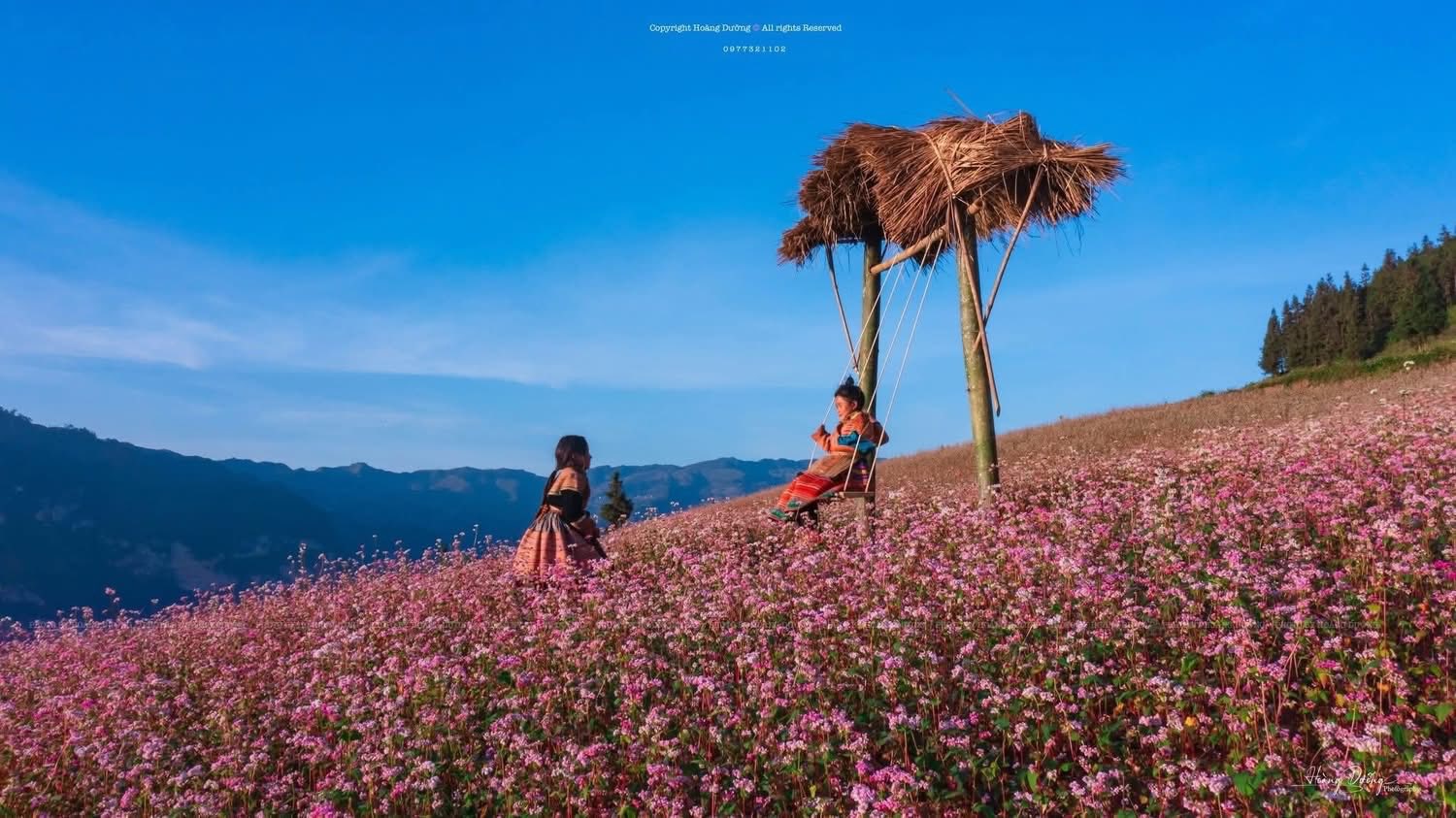 Mùa hoa tam giác mạch Tuyên Quang - vẻ đẹp say đắm giữa mây trời