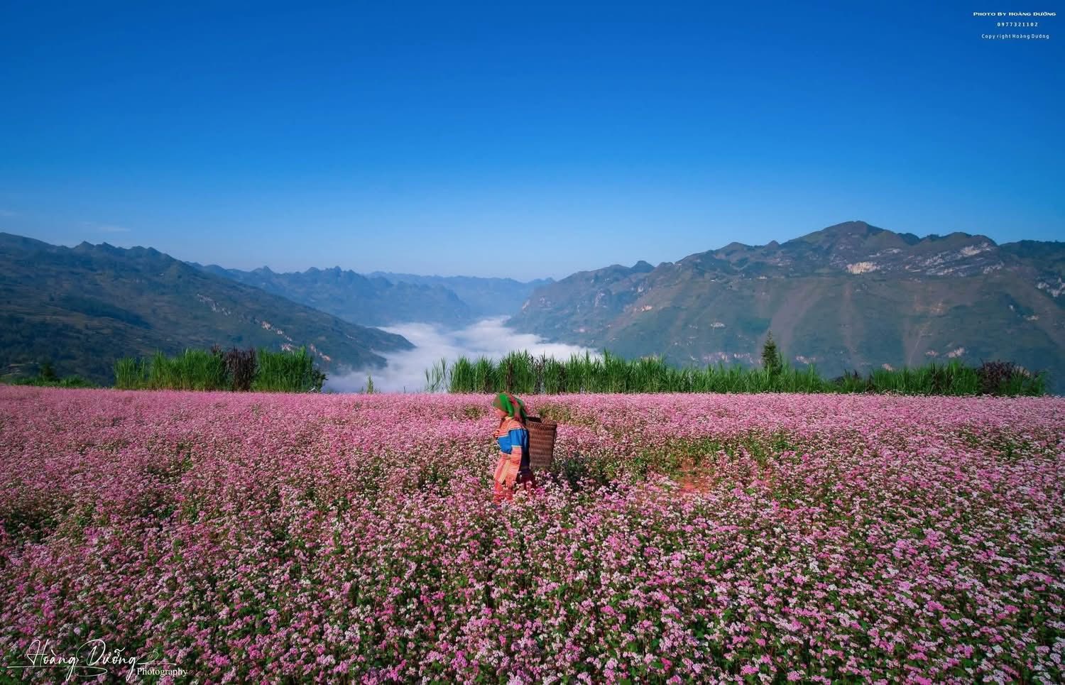 Mùa hoa tam giác mạch Tuyên Quang - vẻ đẹp say đắm giữa mây trời
